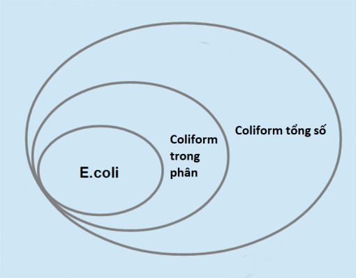Coliform là gì, có hại hay không và các biện pháp phòng ngừa